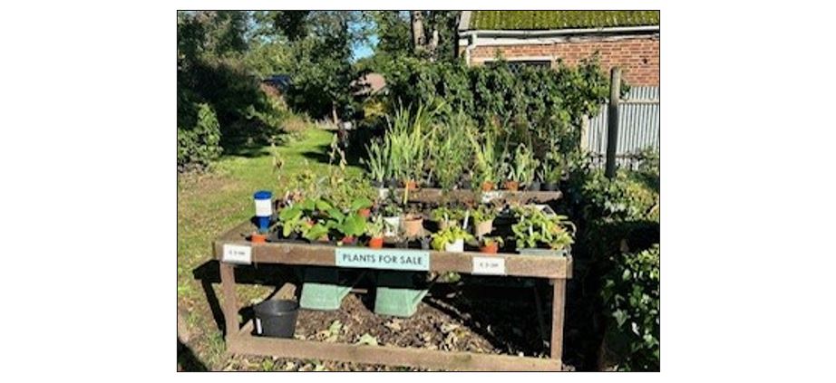 The Mary Challis House and Garden - plants for sale