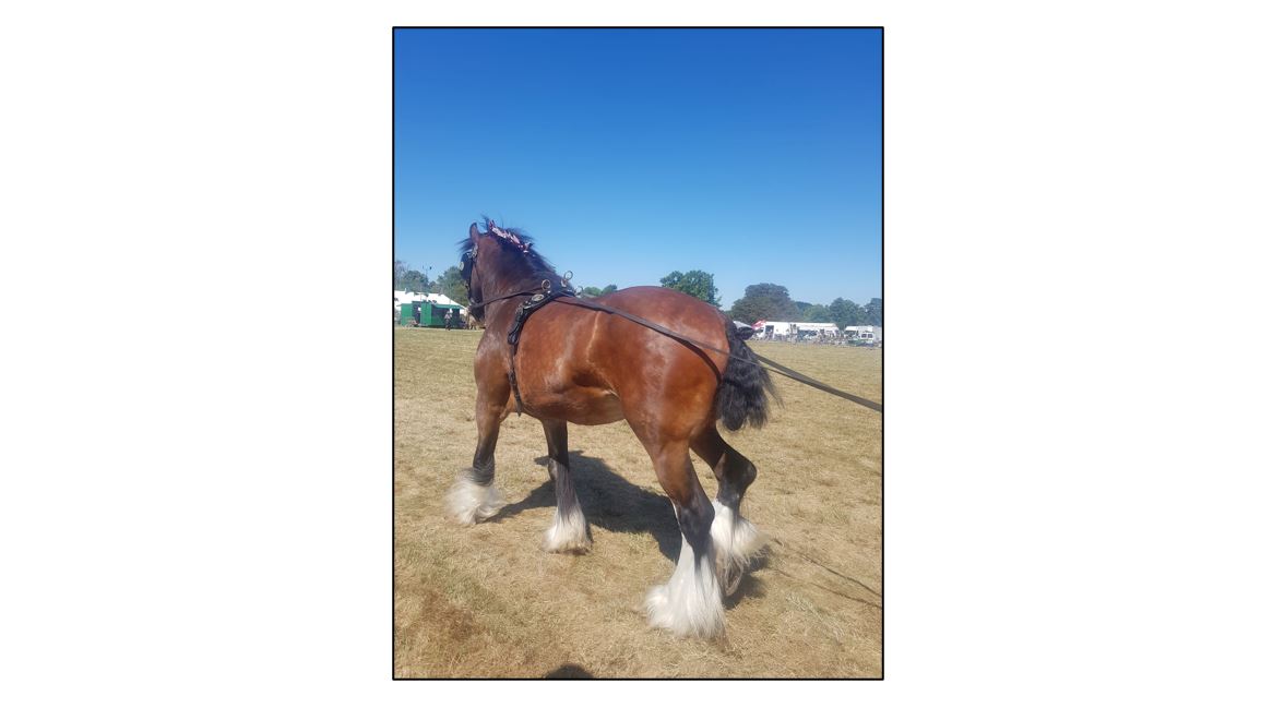 Cambridgeshire Steam Rally - Heavy Horse