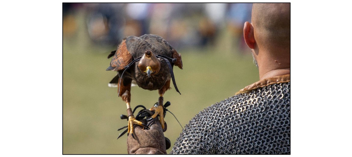 Ancient Oak Fayre - falconer