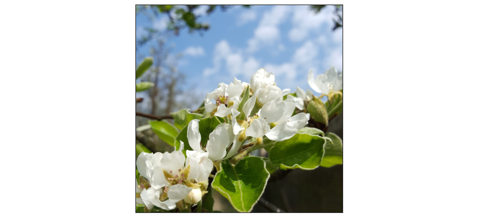 Spring Tree ID of Wandlebury