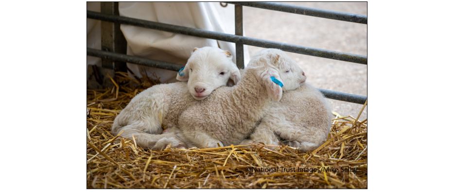 Springing to Life at Wimpole Estate - Lambs