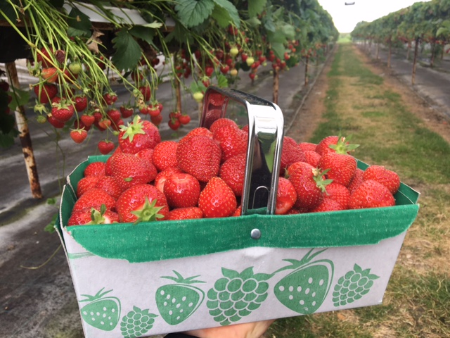 Pick Your Own Strawberries