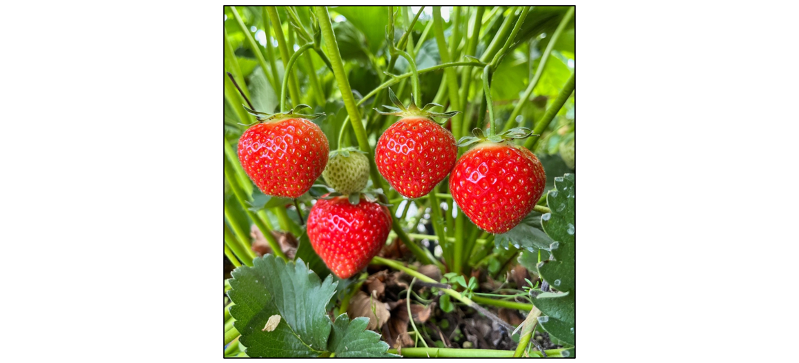 Pick Your Own Strawberries  - strawberries 