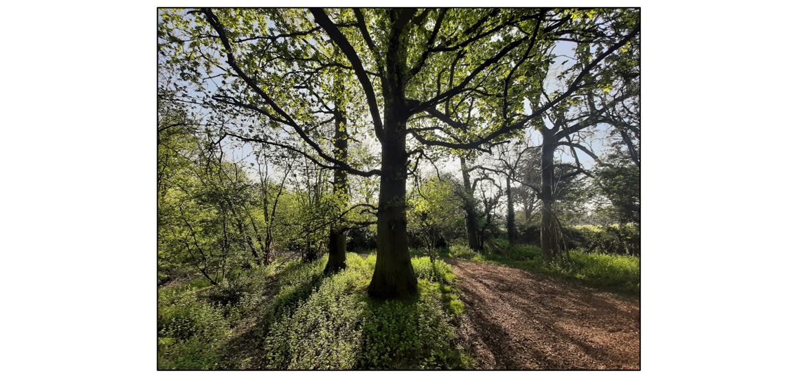 Calm under the Canopy: mindful meditation