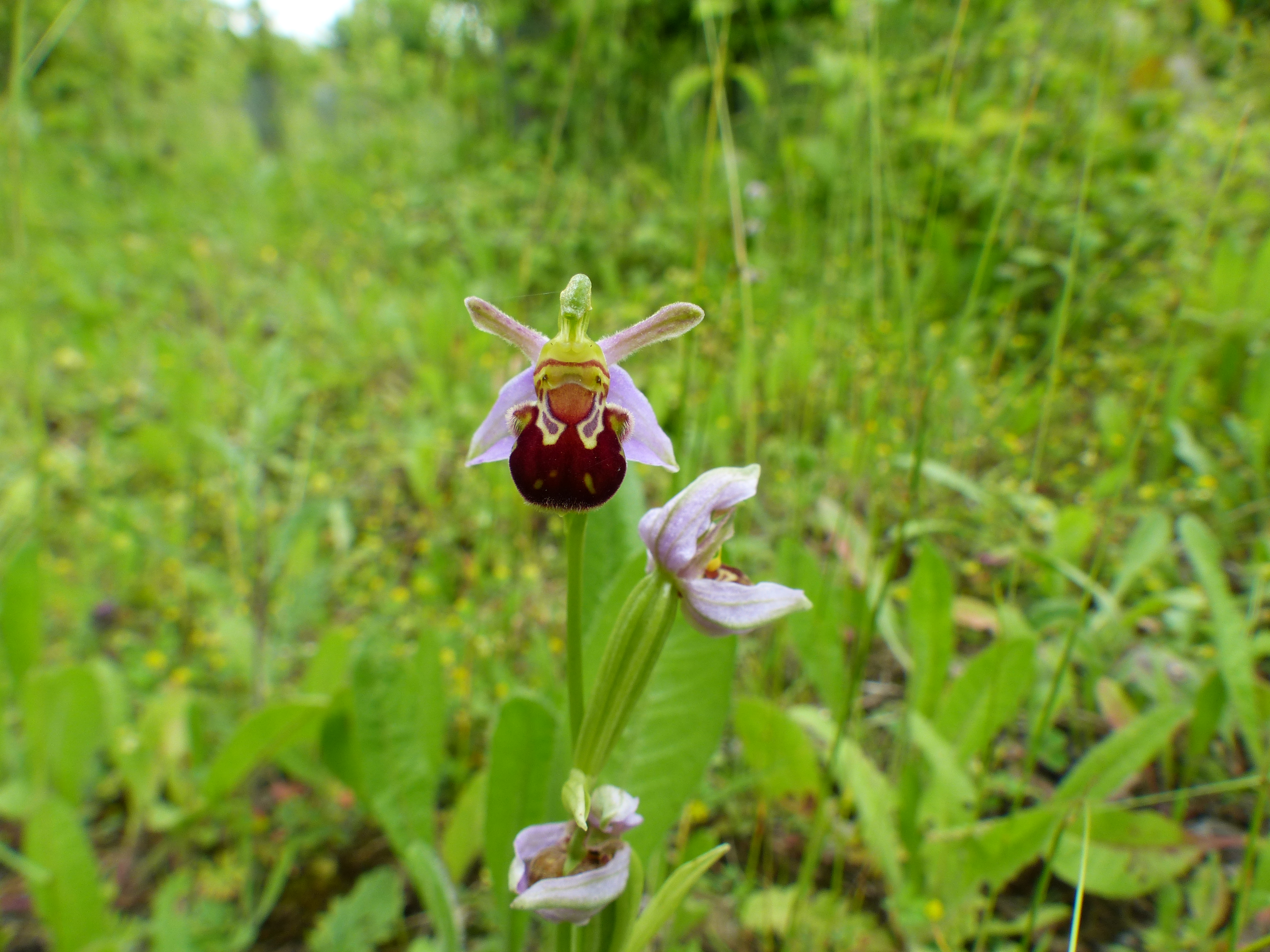 Summer Wildflowers of Coton