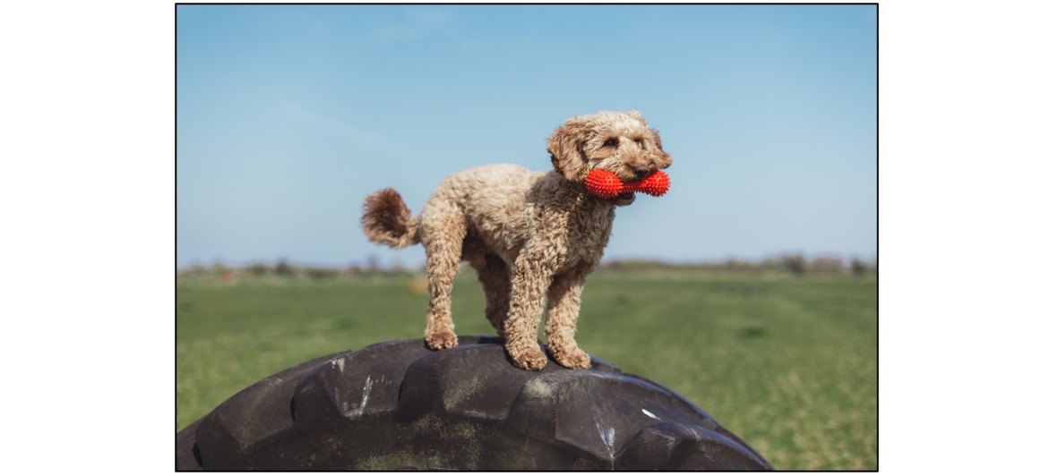 The Paddocks - Bassingbourn