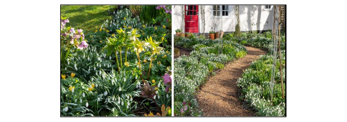 Clover Cottage Snowdrop Opening