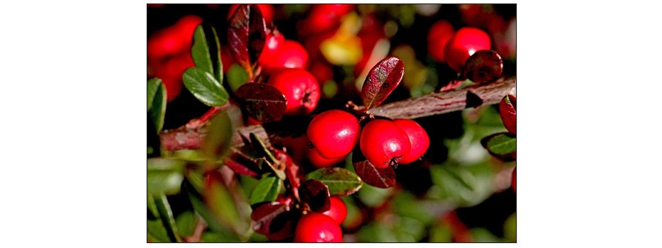 Autumn and Winter Flowers - autumn