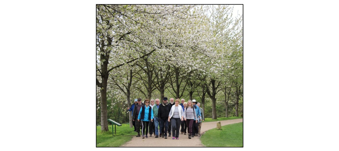 Healthy Walking at Wandlebury