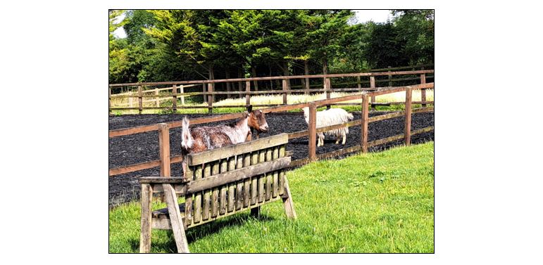 Hill View Farm - goat on a bench