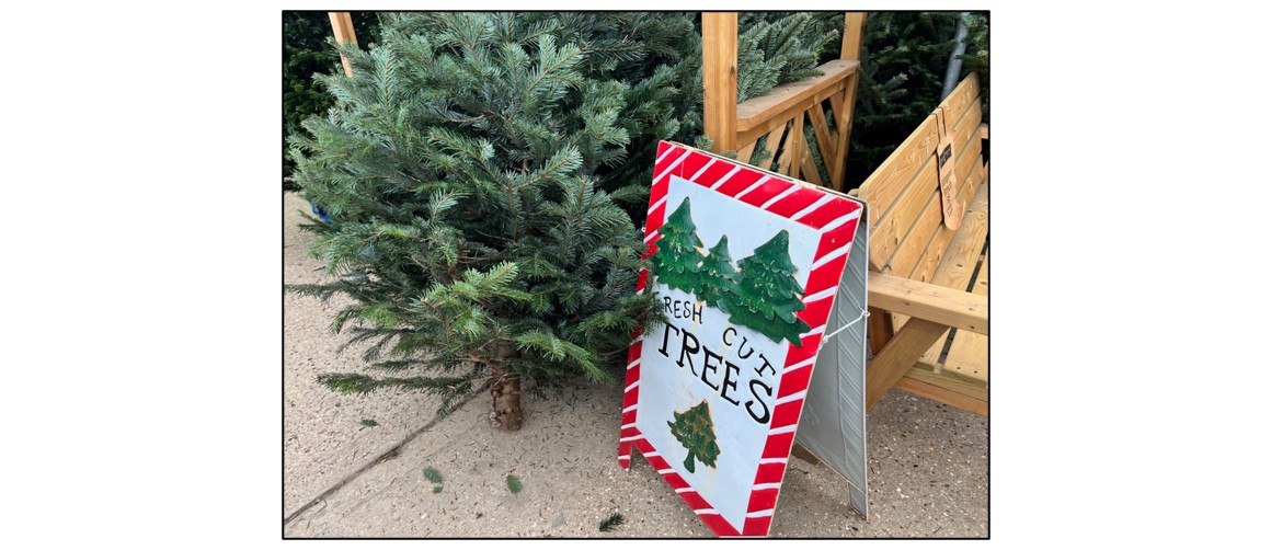 Christmas Shop at Bury Lane - Christmas Tree