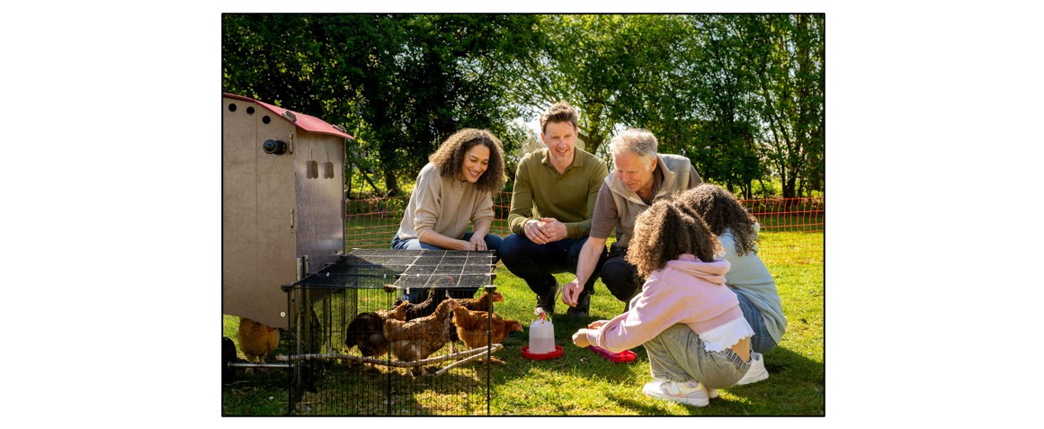 Frank's Farm - chickens
