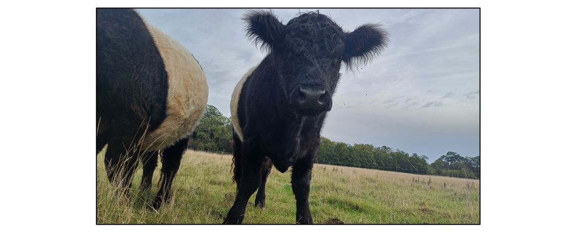 Meet the Cows - June