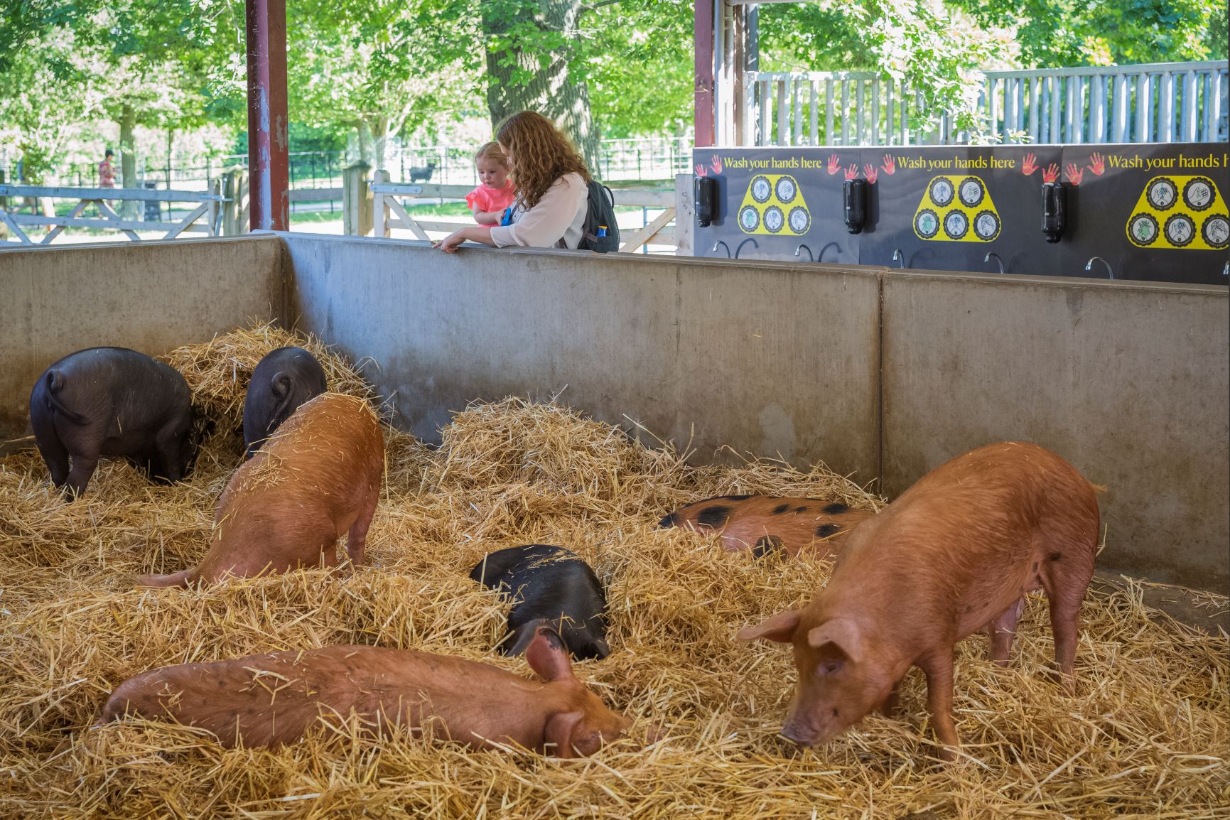 Wimpole Estate Farm animals