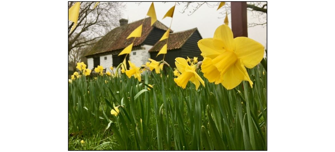 Thriplow Daffodil Weekend & Country Fair