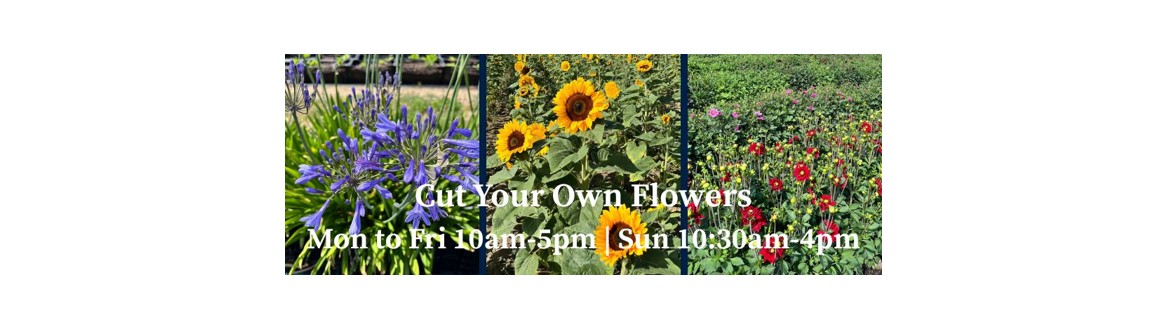 Cut Your Own Flowers