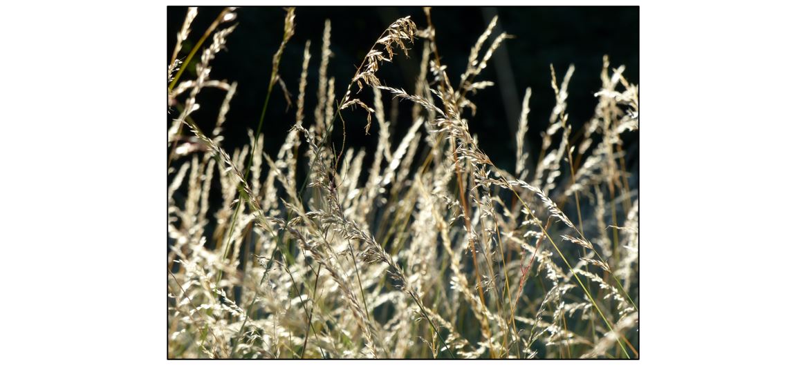 Summer Grasses ID