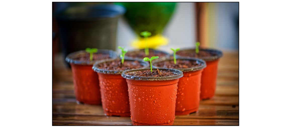 Propagate Your Own Plants Talk