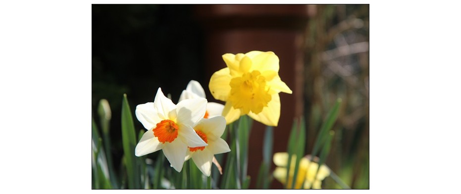 Spring Flowering Bulbs
