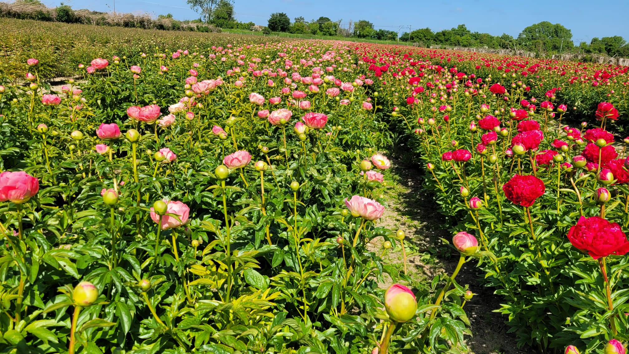 Cut Your Own Peonies