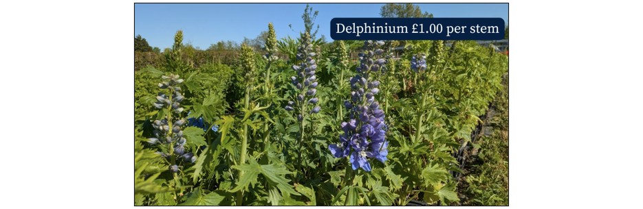 Cut Your Own Peonies - Delphinium 