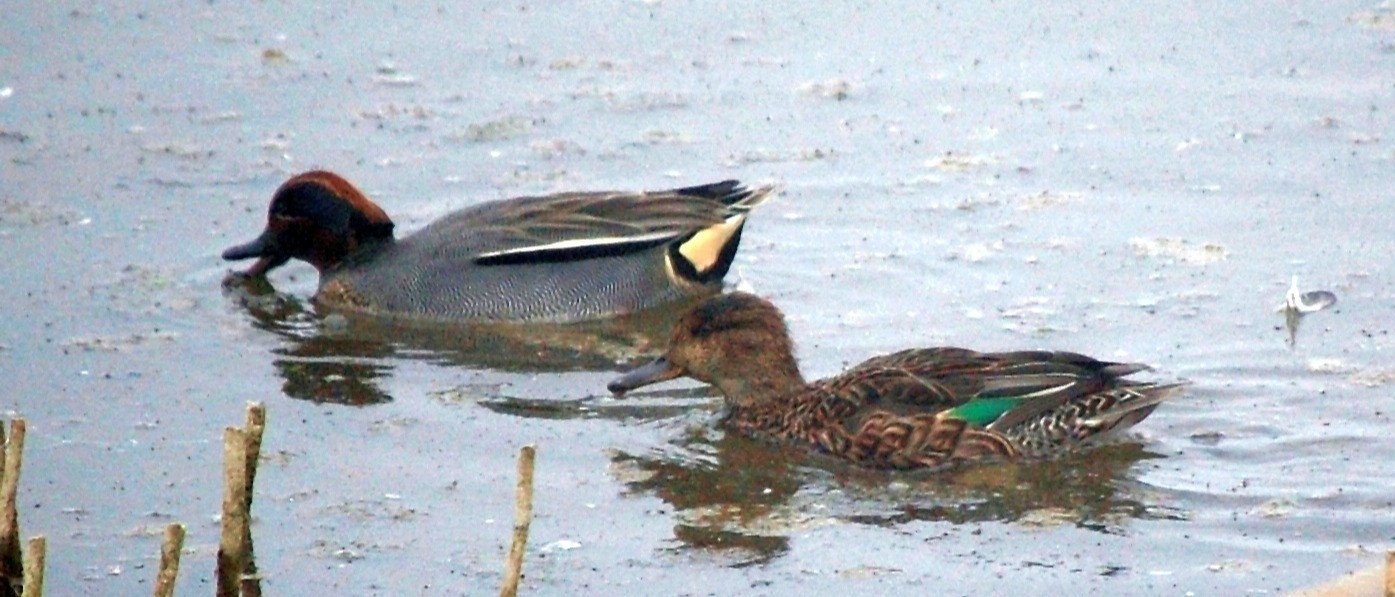Wednesday Wander at Fen Drayton Lakes - December