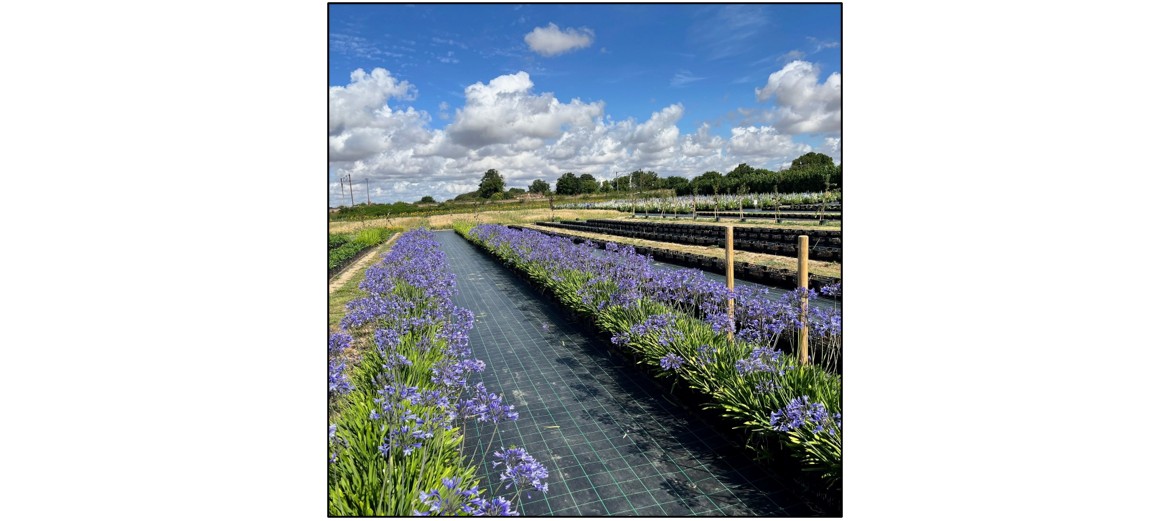 Pick Your Own Strawberries  - agapanthus