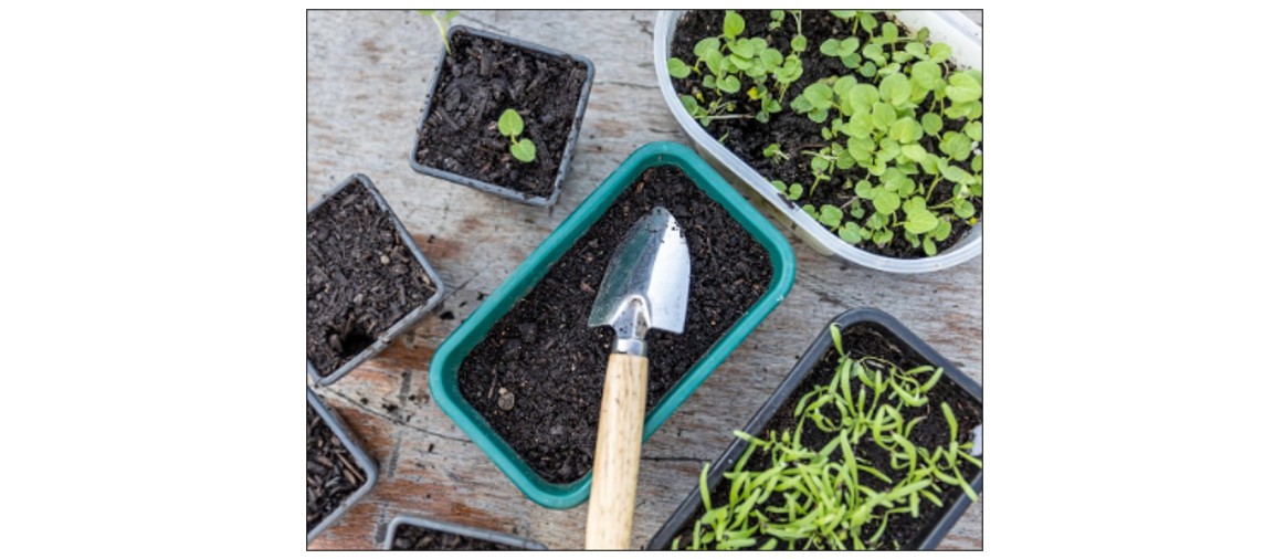 Grow Your Own Cut Flowers