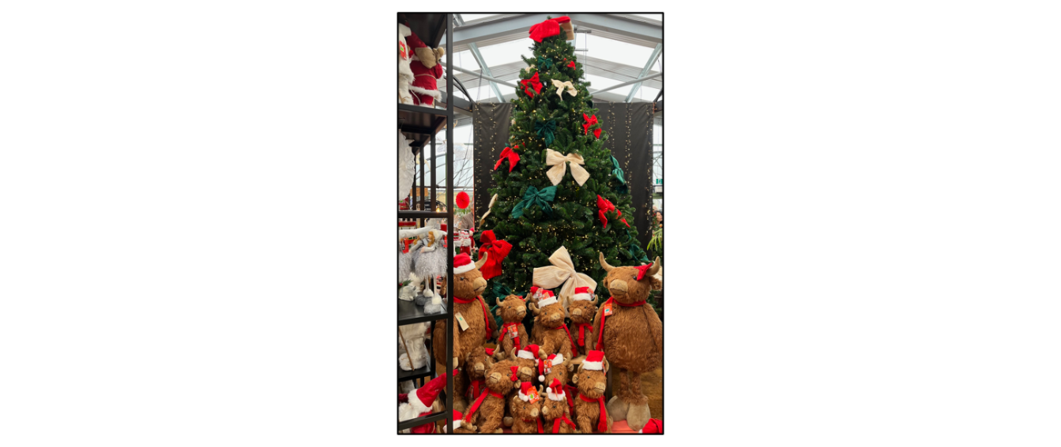 Christmas Shop at Bury Lane  - highland cows