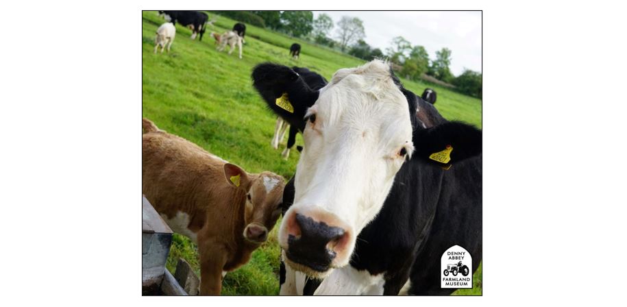 Half Term Farmland Fun - Cows