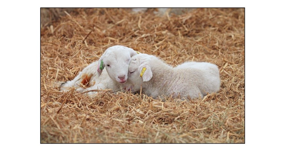 Lambing at Wimpole
