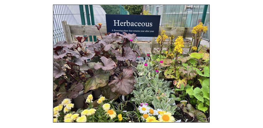 Arrington Garden Centre, Herbaceous Display