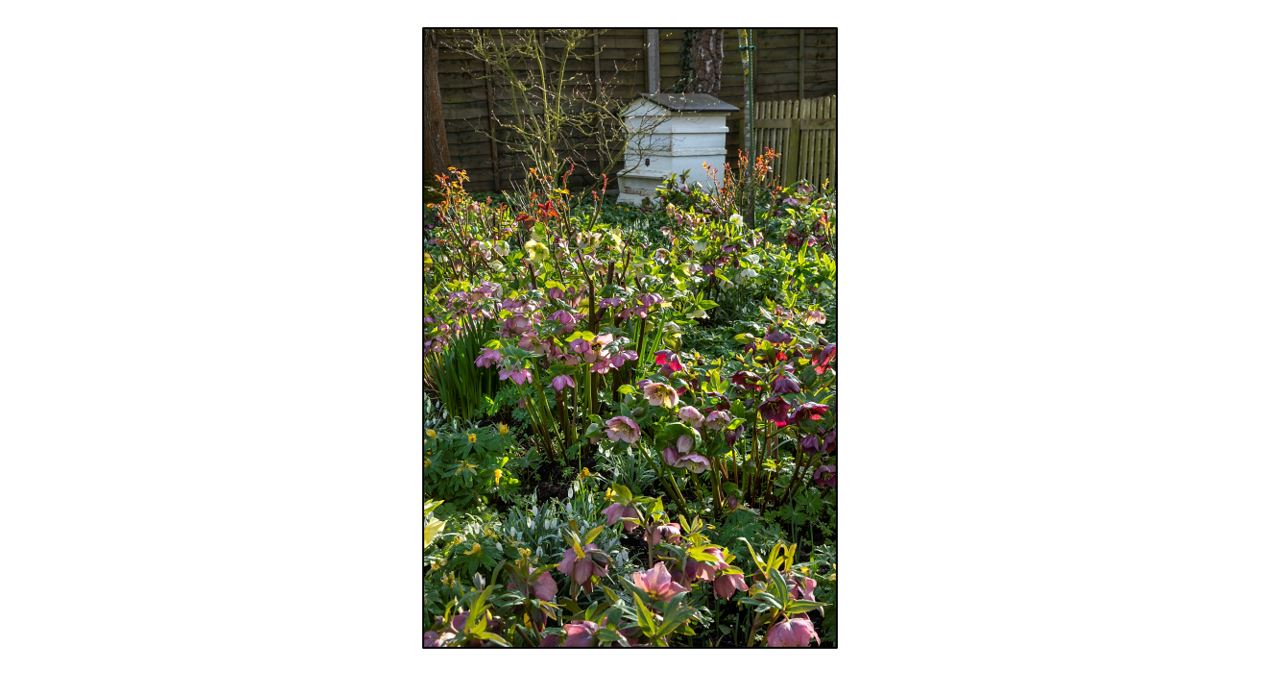 Open Gardens at Clover Cottage - Flower Beds