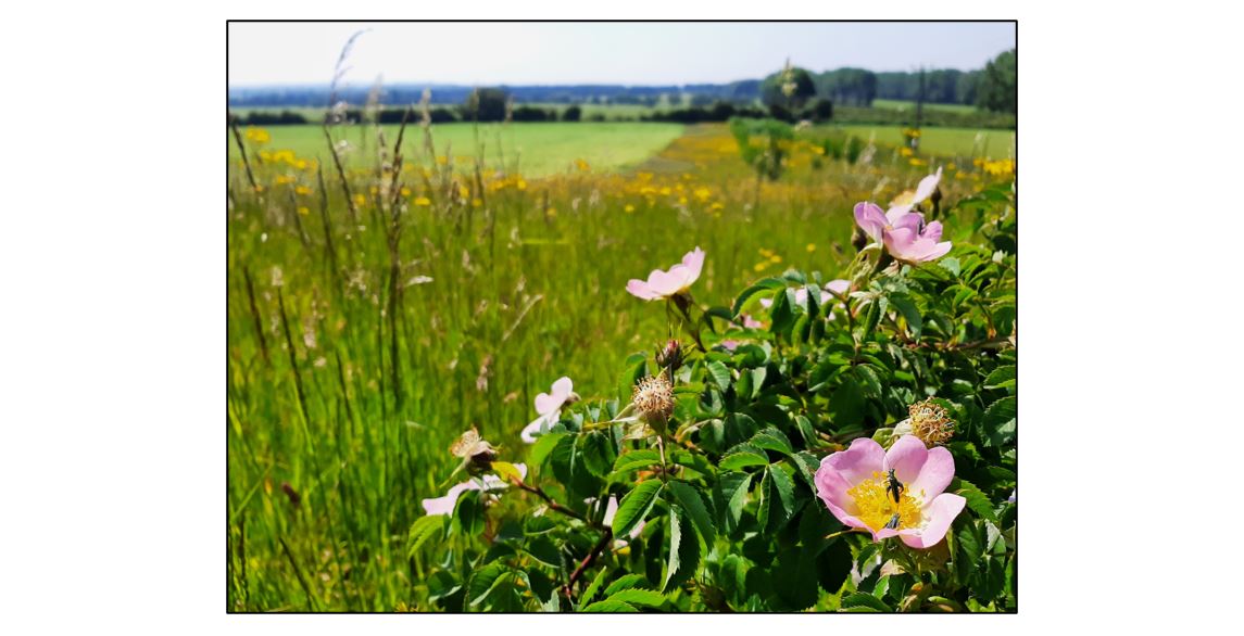 Coton Countryside Reserve