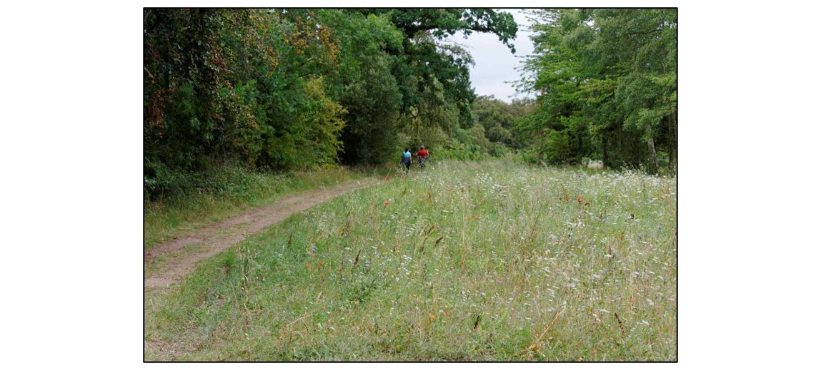 Mindfulness-in-Nature Wellness Walk