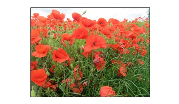Walk with a Warden at Wandlebury - July