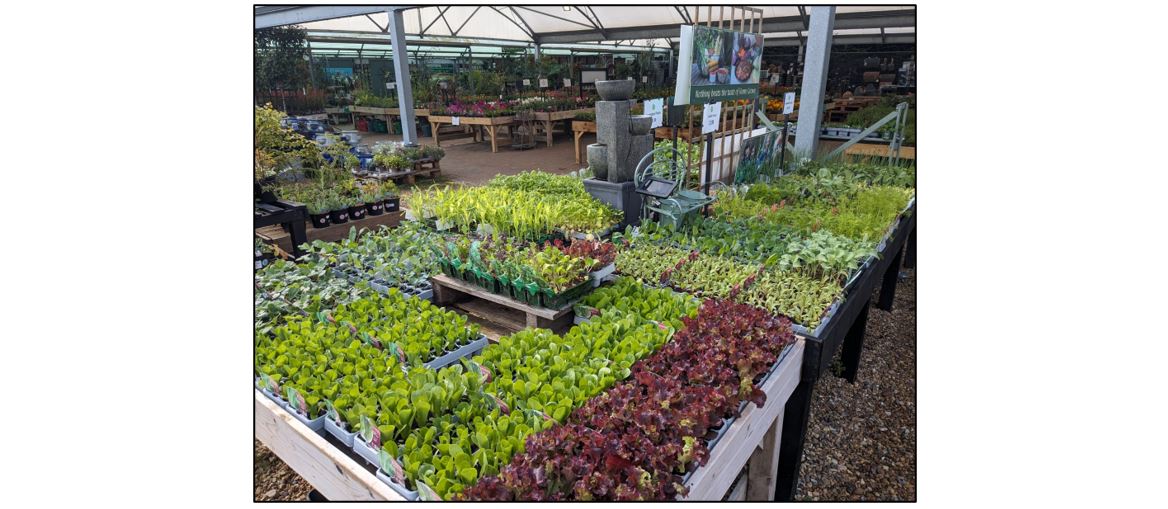 Oakington Garden Centre - vegetables