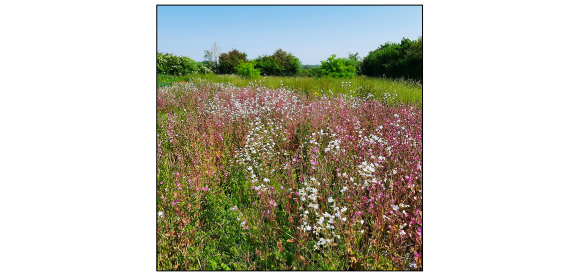 Coton Guided Walk