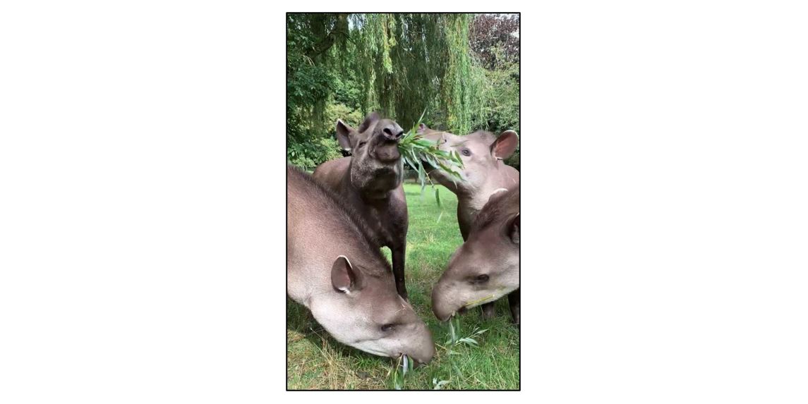 Linton Zoo - Tapirs