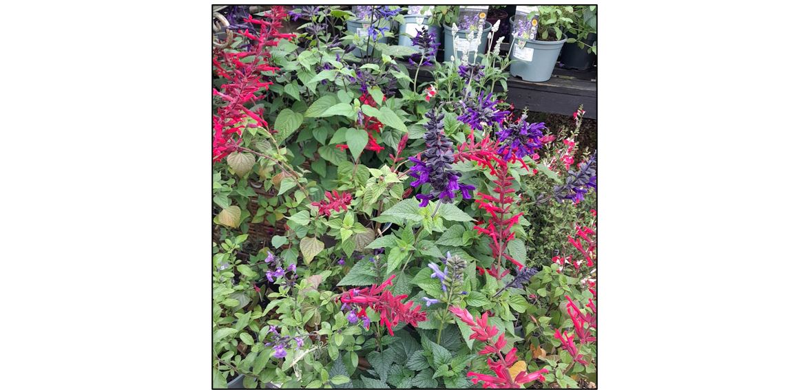 Oakington Garden Centre - fuschia