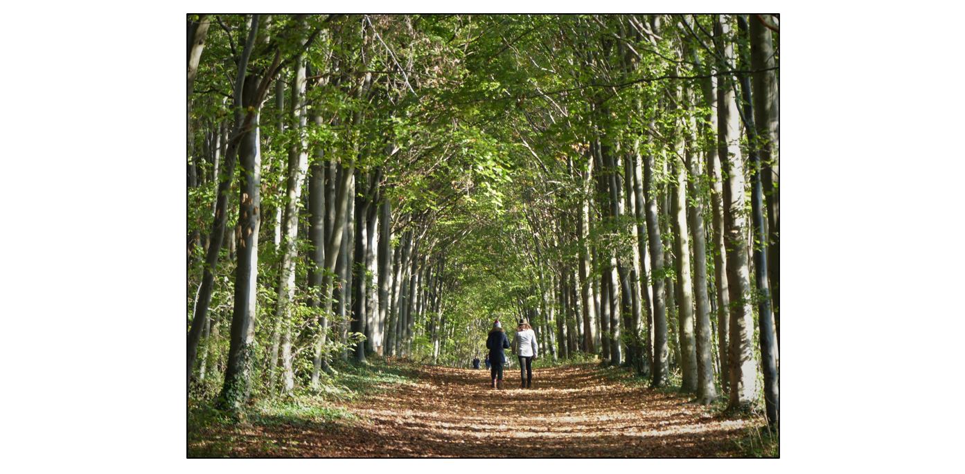 Walk & Support Cambridge Past Present & Future!