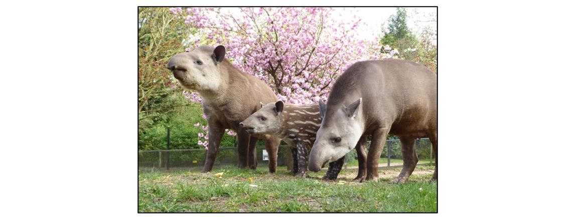 Linton Zoo, Tapirs