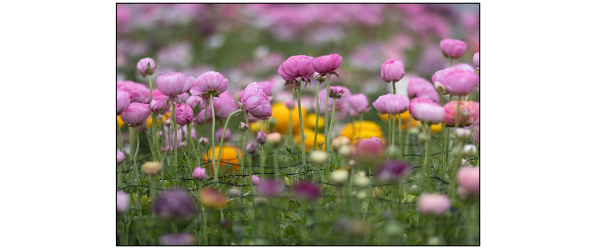 Nature's Posy