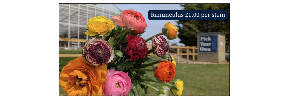 Cut Your Own Peonies - Ranunculus 