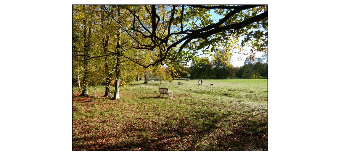 Wandlebury Country Park  - trees and bench