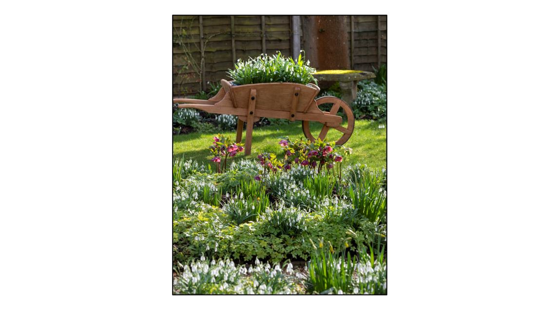 Open Garden at Clover Cottage - wheelbarrow and snowdrops