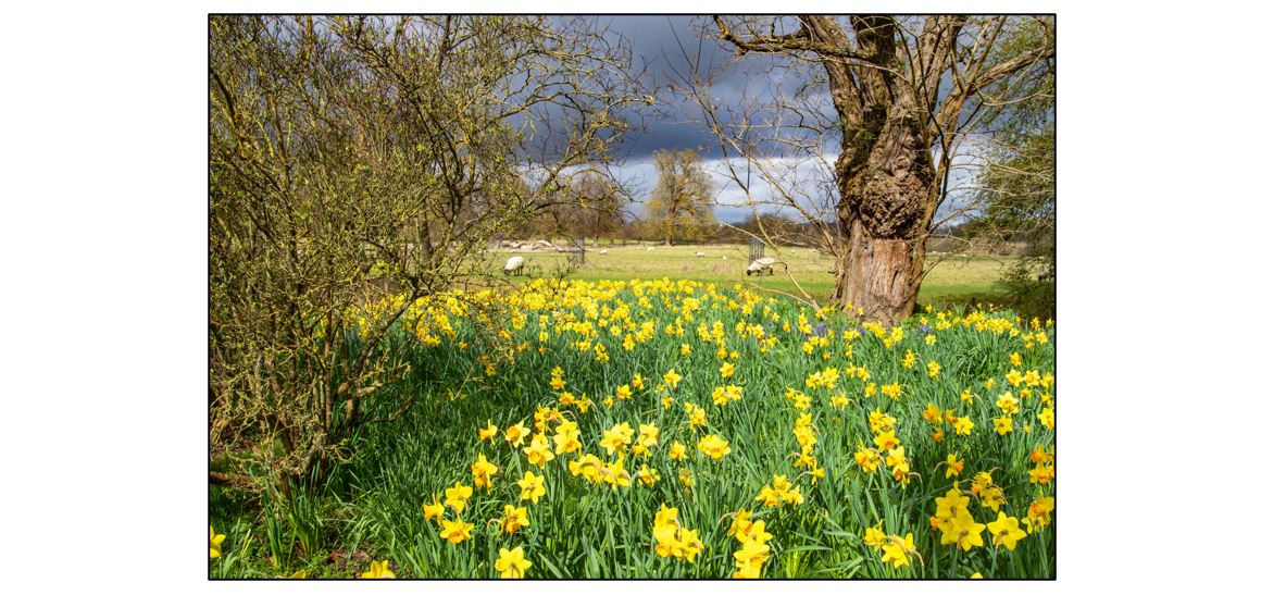 Daffodil Tours at Wimpole Estate - daffodils and sheep