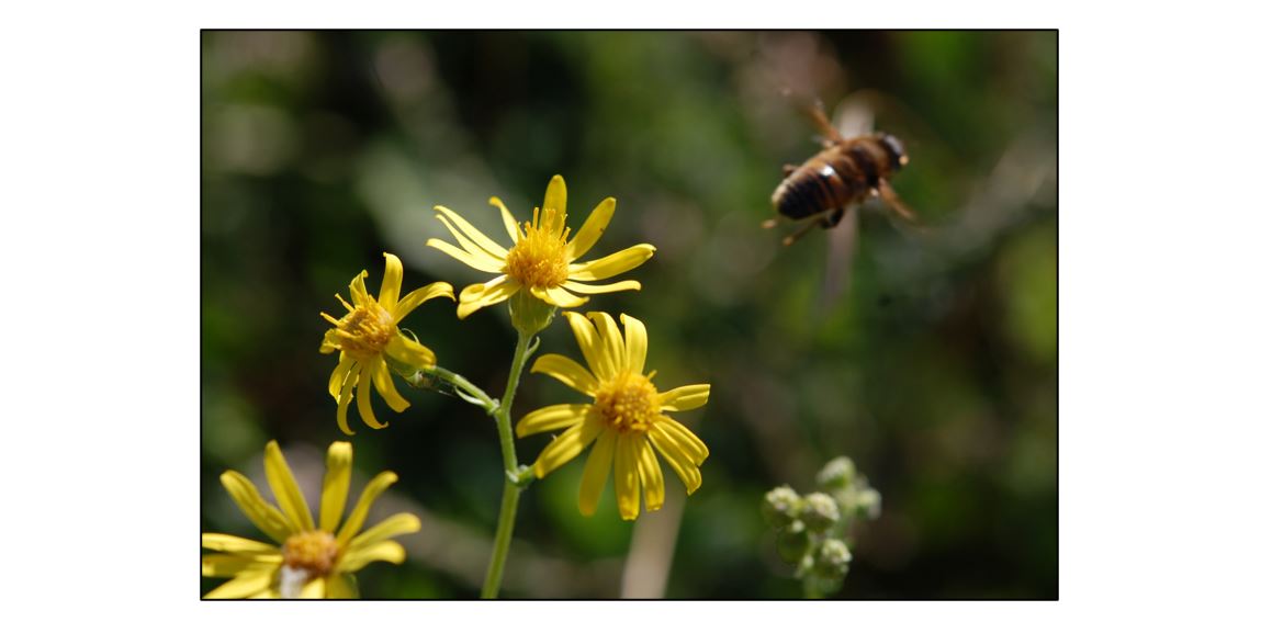 Wildflowers of Coton