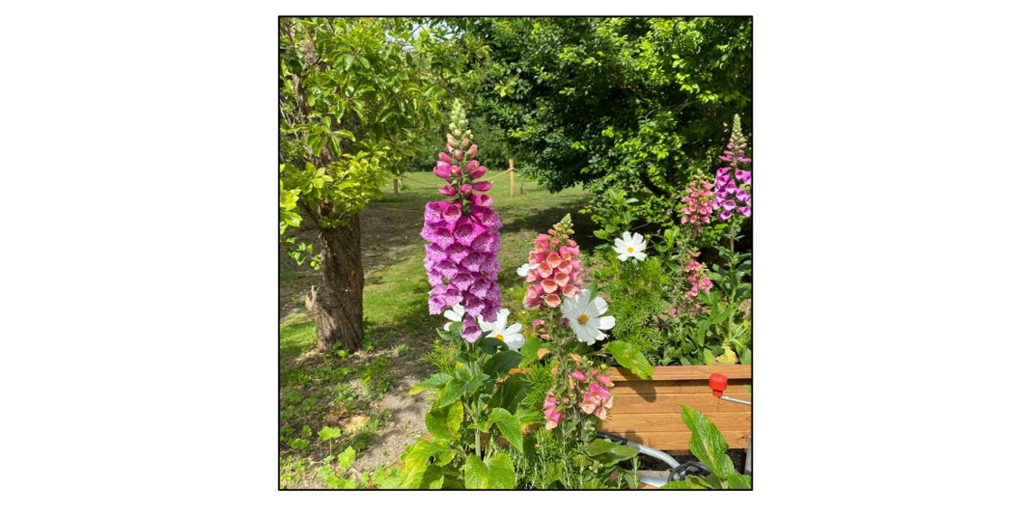 The Heritage Orchard at Stapleford Granary - Flowers