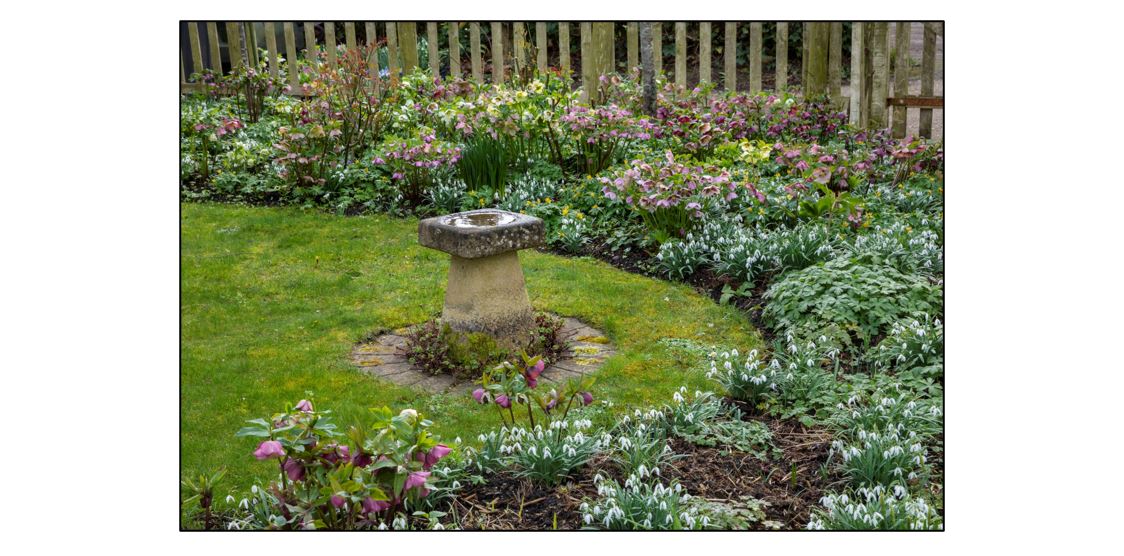 Open Garden at Clover Cottage - snowdrops